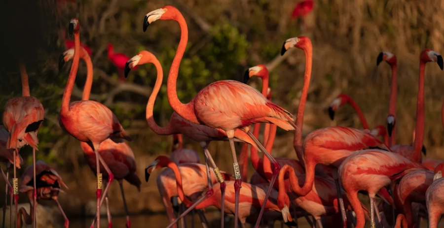 Necker Island BVI Vacation Villa - Private Islands