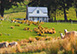 Shepherd’s Cottage South Island, New Zealand Vacation Villa - Pigeon Bay, Banks Peninsula