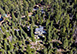 Tahoe's Tranquility California Vacation Villa - Lake Tahoe